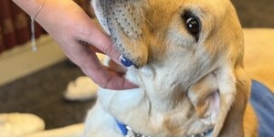 Captain provides comfort to children and adults in his role as a facility dog for the Kane County Children's Advocacy Center. Photo credits: Izabella Cyran