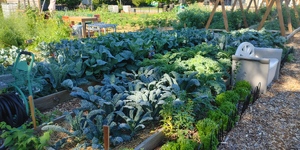 Harvesting Opportunity: Kane County’s Local Food Economy in Action