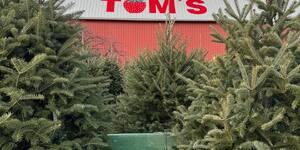 Tom's Farm is just one of several places to purchase a fresh holiday tree