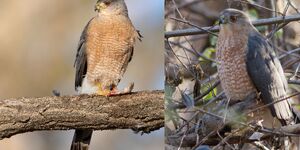 The Cooper’s hawk, right, and sharp-shinned hawk look very similar but, it turns out, are not as closely related as once thought.  Credit iStock/Mr. Leonard Photography