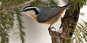 Keep an eye open for this seasonal gift, the red-breasted nuthatch.  These perky birds use conifers as a source of both food and shelter.  Photo credit:  Rejean Bedard courtesy of St. Charles Park District. 