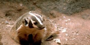 The American badger is ideally suited to its role as fossorial carnivore, or a predator that digs.  Its front claws are nearly two inches in length, and the toes are partially webbed to aid in scooping soil.  Photo credit: Stolz, Gary, USFWS, USFWS M. 