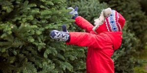 There are several unique places for Christmas trees in Kane County. 