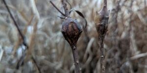 Round galls on the stems of goldenrod are the work of the goldenrod gall fly, Eurosta Solidaginis, while elliptical galls are created by a moth, Gnorimoschema gallaesolidaginis. 