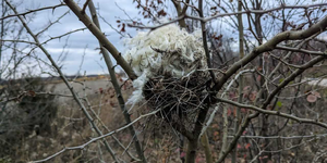 The "fluff" in this photo is milkweed floss, carried up to a vacated bird nest by an industrious mouse.  Buoyant, soft and water resistant, milkweed floss is a material with many desirable characteristics. 