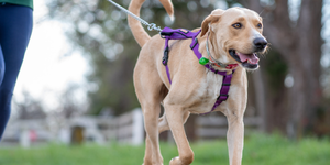 Dogs are often walked by Kane County Animal Control which is located near Peck Farm in Geneva 