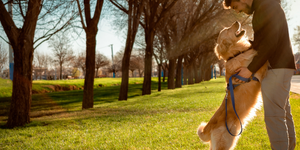 Kane County Forest Preserve Off-Leash Dog Areas