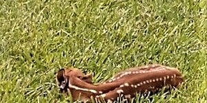 Newborn White Taled Deer