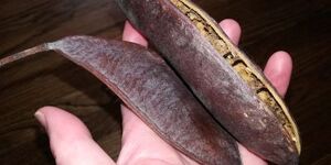 The reddish-brown pods of the Kentucky coffeetree contain seeds that were once used as a coffee substitute, and, even further back, as food for Ice Age megafauna. 