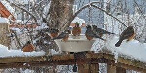 Robins in winter?? Plentiful food, water and shelter have led to year-round success for this popular, and populous, species.  