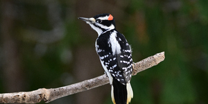 Hairy woodpeckers can be distinguished from downies by their larger size, larger bill in relation to the head and a lack of spots on the outer tail feathers. Credit:  Carol Hamilton