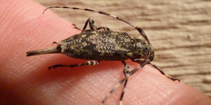 The long projection at the end of this long-horned beetle is an ovipositor, used for depositing eggs in wood. Graphisurus fasciatus targets dead and dying trees for egg laying; its activities aid in natural decomposition processes.