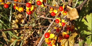 Oriental bittersweet’s large quantities of fruit grow from the leaf axils of the vine and are strung out along the stems. Remembering the phrase, ‘Strung out is bad,’ can be helpful in discerning this introduced species from its American counterpart. Cred