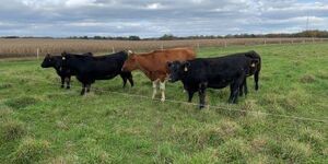 All Grass Farms in Dundee Township