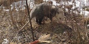 Opossums have a minimal ability to store fat and, as a consequence, in winter will often forego their nocturnal nature and forage during daylight hours. 