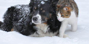 Pets in Winter 