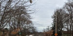 Bald-faced hornet nests, like this large one in St. Charles, are revealed when the leaves fall from the tree.  The former residents, a type of paper wasp, are gone but their frozen remains can provide valuable protein to winter wildlife