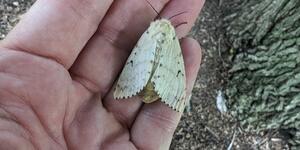 Despite attempts to eradicate it, the spongy (formerly gypsy) moth continues to impact trees throughout our area.  This female, full of eggs, was found in Mt. St. Mary Park in St. Charles in July 2023. 