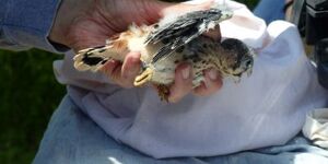 With assistance from wildlife biologists from the Forest Preserve District of Cook County, American kestrel chicks in the Kane County nest box program are weighed, measured and banded.       Photo credit:  John Heneghan