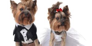 Kane County hopes to become the next site of the world's largest dog wedding. 