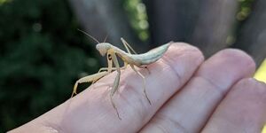 The European Mantis