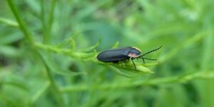 Not flashy but fascinating just the same, diurnal fireflies fly during the daytime and inhabit moist fields and woodlands throughout our area. 