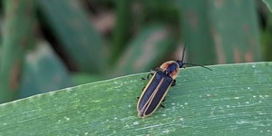 At night male fireflies take to the air while females watch from prominent posts, but during the daytime both sexes rest amid foliage. 