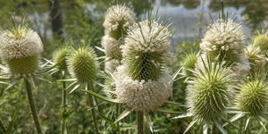 Two species of teasel occur in Illinois, Dipsacus fullonum and D. laciniatus, and both are equally invasive.  The plants were brought to the United States intentionally, but escaped cultivation and have proliferated, especially in disturned areas.  