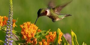 Mother Nature makes it best: A ruby-throated hummingbird (Archilochus colubris) samples the nectar at a butterfly milkweed (Asclepias tuberosa) also known as butterflyweed.  Photo Credit:  Karel Bock/iStock