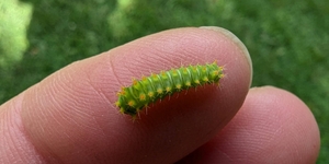 Just like human babies, insect babies-- also known as larvae- sometimes bear little resemblance to the adults they become.