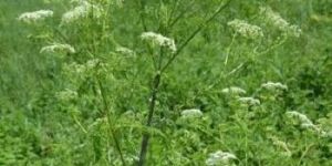 Poison Hemlock (Conium maculatum) USDA