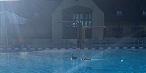 Splish splash! Luna takes her ducky family for a swim at Swanson Pool at Pottawatomie Park in St. Charles.