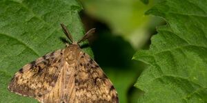 Spongy moth