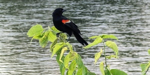 Perched atop a small hackberry tree, a male red-winged blackbird eyes a curious naturalist walking along the Fox River Trail in Geneva. 