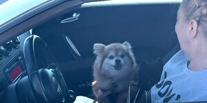 Just one of the many dogs waiting for their rabies vaccine