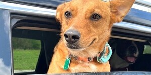 One of many dogs at the Kane County Animal Control Clinic for a rabies vaccine