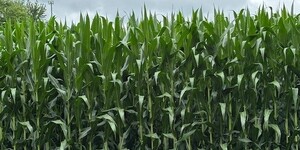 A new state program is helping farmers in Kane County protect soil and water while keeping local agriculture strong.