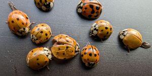 Native to eastern Asia, multicolored Asian lady beetles were introduced in the United States as a means of biological insect control