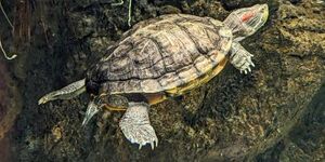 As the days get longer and the sunshine gets stronger, aquatic turtles will be rousing from brumation- a cold-blooded creature's equivalent of hibernation- and rising to the water's surface to bask on rocks and logs. 