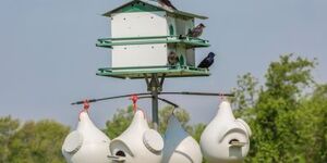 As social birds that are aerial insectivores, purple martins require treeless open space around their housing.  Photo Credit:  William Sherman