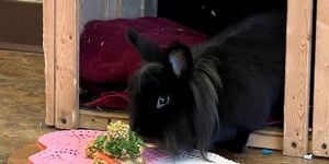 Mopsy is one of Hickory Knolls Discovery Center's resident rabbits.  She helps educate visitors about the complex care needs pet bunnies require. 