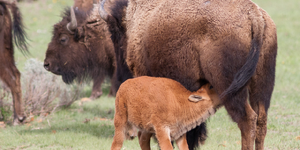 American Bison 