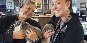 Kane County 911 staff members enjoy a 'hoppy' reunion with Autumn and Winter. 