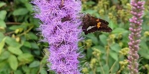 A-ha! Native plants attract native pollinators and a host of other wildlife.  Here a silver-spotted skipper sips nectar from blazing star, a prairie plant that thrives in full sun. 