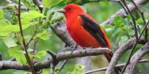 Sharp dressed in red and black, a male scarlet tanager pauses for his closeup before resuming his foraging activities.  Photo by Nikki Dahlin