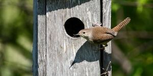 Cherished by humans for its delightful songs and perky ways, the house wren has another side to its breeding-season behaviors. 