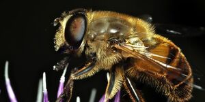 A handsome hover fly, which developed from a larva known as a rat-tailed maggot (or 'mousie' to ice fisher people) pauses on top of a flower. Photo credit:  iStock