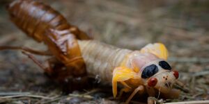 In preparation for the performance of its life, a periodical cicada emerges from its nymphal exoskeleton.  The dark spots behind the eyes are clusters of pigment that will spread across the body as the insect ages.  Photo credit:  Don Cornett/iStock