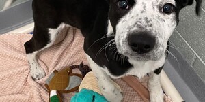 Meet Mitzi
