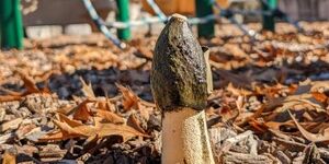 A Ravenel's stinkhorn grows amid the wood chips at a local playground.  These powerful decomposers, it turns out, are mighty stinkin' strong. 